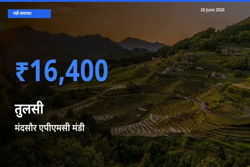 20 June अपडेट: तुलसी के सबसे ऊँचे दाम मंदसौर एपीएमसी मंडी में