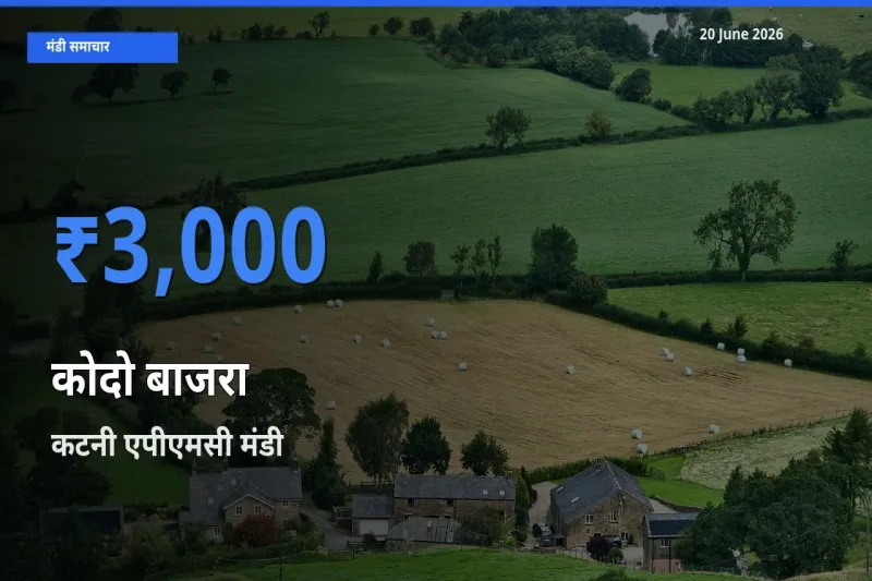कटनी एपीएमसी में कोदो बाजरा का आज सबसे ऊँचा भाव