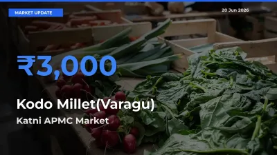 Market Watch: Katni APMC Becomes Top Mandi for Kodo Millet(Varagu)