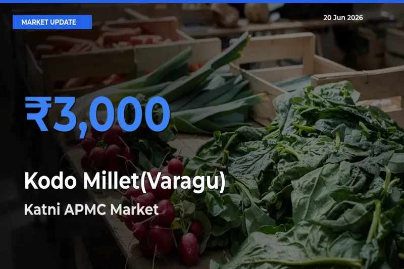 Market Watch: Katni APMC Becomes Top Mandi for Kodo Millet(Varagu)