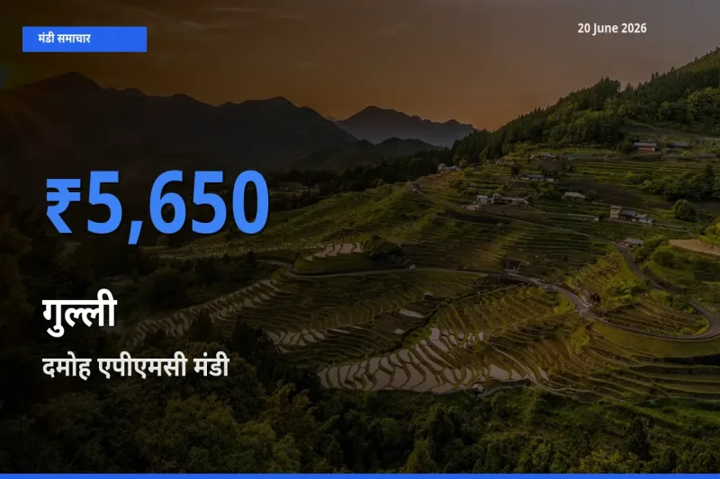 दमोह एपीएमसी मंडी में आज गुल्ली के सबसे ऊँचे दाम दर्ज