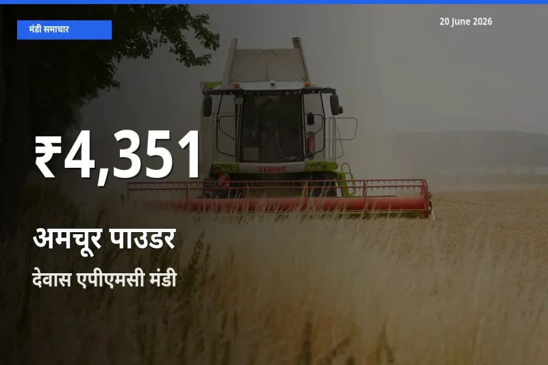 अमचूर पाउडर के दामों में गिरावट, देवास एपीएमसी में 30 दिन का न्यूनतम भाव