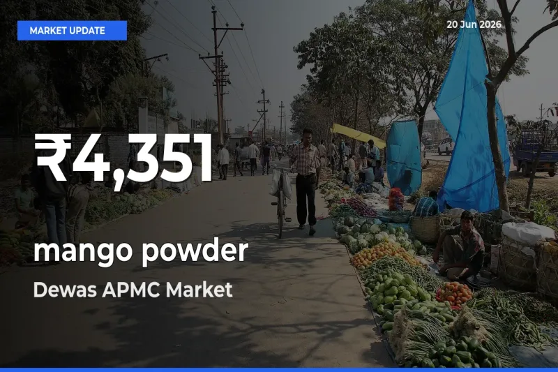 Farmers Concerned as mango powder Hits 30-Day Low in Dewas APMC