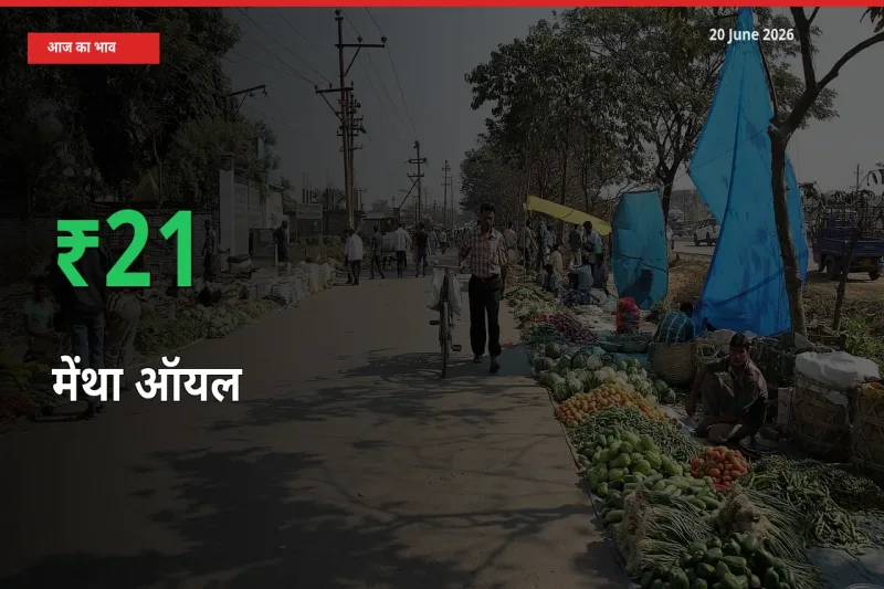 अचानक तेजी! मंडी में मेंथा ऑयल के दाम 21.15% चढ़े