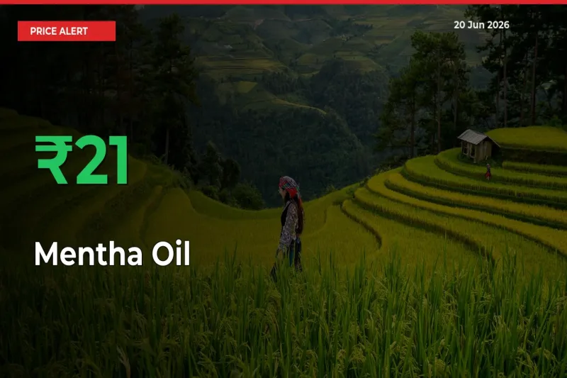 Big Rally! Mentha Oil Climbs 21.15% in 24 Hours at Top Mandis