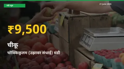 चीकू के भावों में जबरदस्त उछाल, चोक्किकुलम (उझावर संधाई) में नया उच्च स्तर