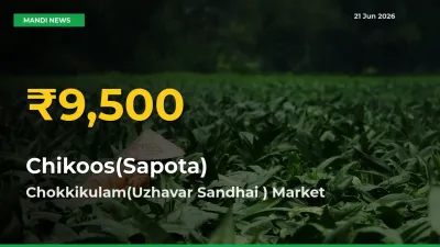 Chikoos(Sapota) Price Hits New High in Chokkikulam(Uzhavar Sandhai ) Today – Check Latest Mandi Rates