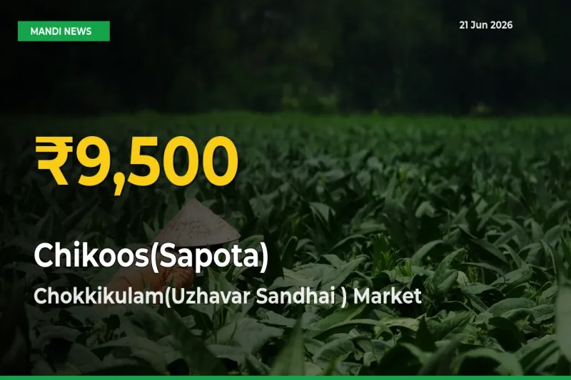 Chikoos(Sapota) Price Hits New High in Chokkikulam(Uzhavar Sandhai ) Today – Check Latest Mandi Rates