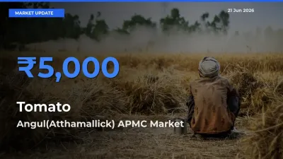 Angul(Atthamallick) APMC Leads as Top Mandi for Tomato Prices