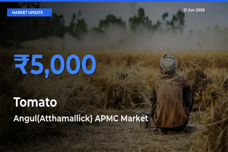 Angul(Atthamallick) APMC Leads as Top Mandi for Tomato Prices