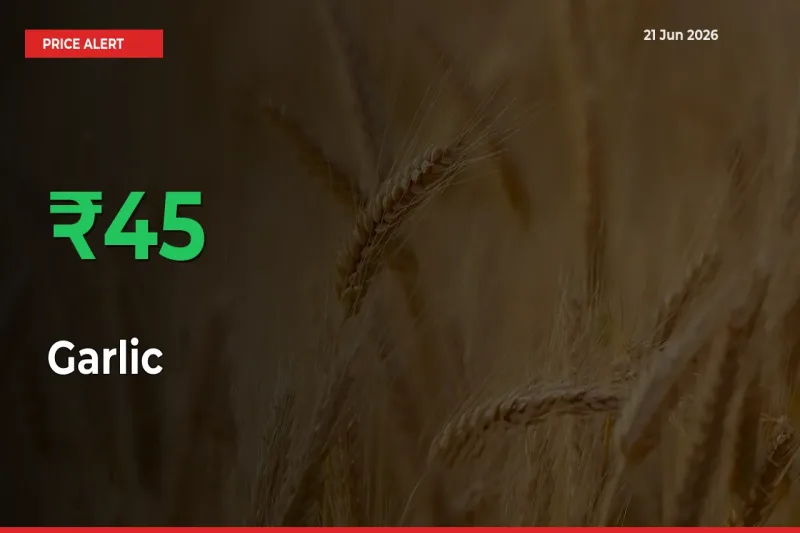 Why Garlic Prices Rose 45.13% in a Day at Mandis