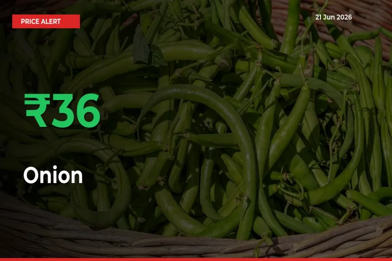Sharp Jump! Onion Prices Climb 36.34% in 24 Hours at Key Mandis