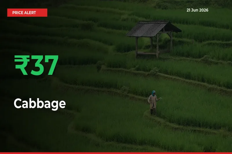 Farmers Cheer as Cabbage Prices Surge 37.1% in Local Mandis