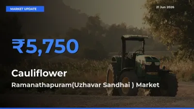 Ramanathapuram(Uzhavar Sandhai ) Tops Cauliflower Rates – June 21 Market Update