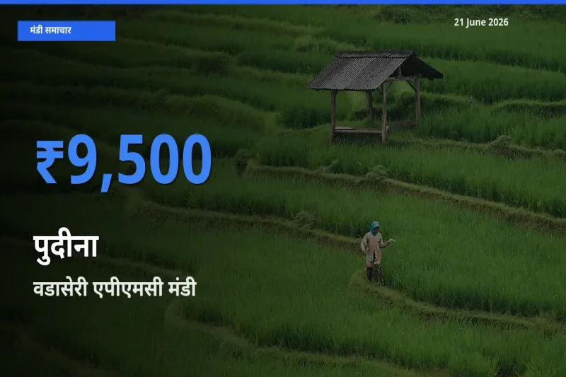 वडासेरी एपीएमसी में पुदीना का आज सबसे ऊँचा भाव