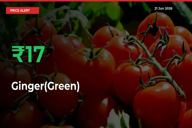 Farmers Cheer as Ginger(Green) Prices Surge 17.34% in Local Mandis