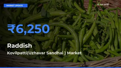 Kovilpatti(Uzhavar Sandhai ) Tops Raddish Rates – June 21 Market Update