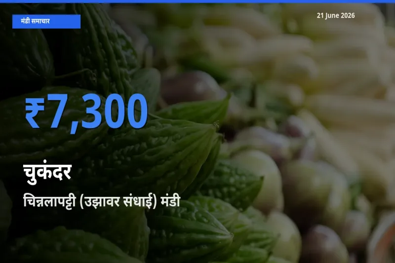 आज चुकंदर के सबसे ऊँचे दाम ₹7,300 चिन्नलापट्टी (उझावर संधाई) मंडी में