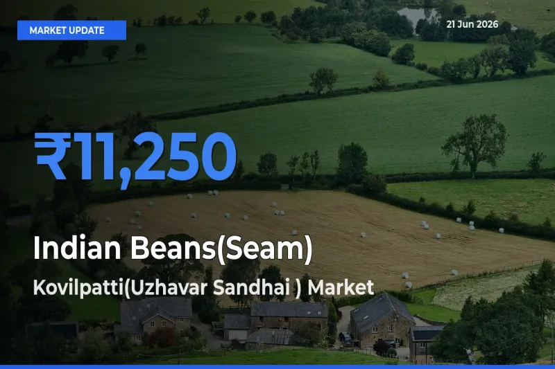 Top Performer! Kovilpatti(Uzhavar Sandhai ) Offers Best Indian Beans(Seam) Price Today
