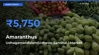 Top Performer! Udhagamandalam(Uzhavar Sandhai ) Offers Best Amaranthus Price Today