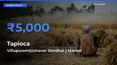 Villupuram(Uzhavar Sandhai ) Tops Tapioca Rates – June 21 Market Update