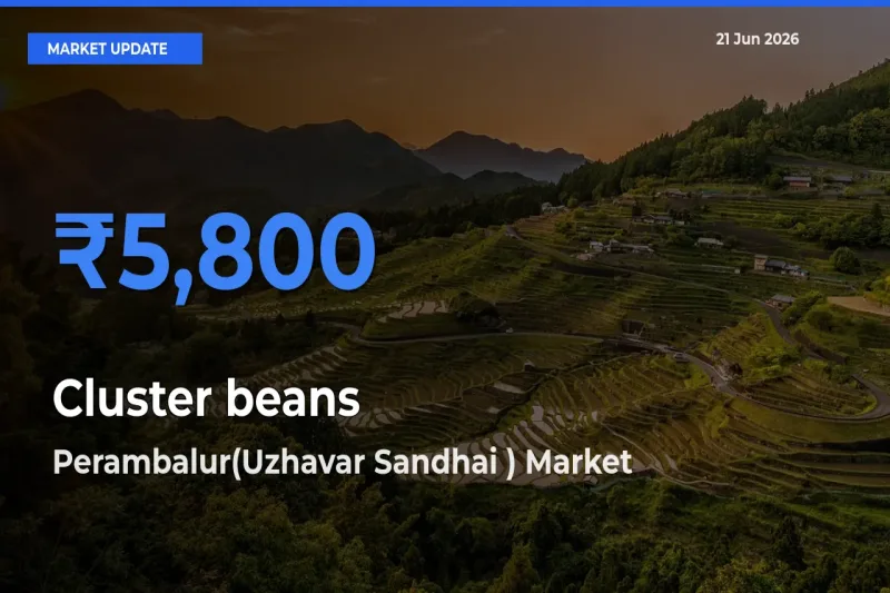 Perambalur(Uzhavar Sandhai ) Emerges as Top Mandi for Cluster beans Prices Today