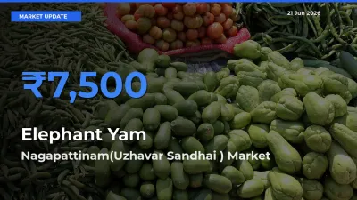 Elephant Yam Mandi Rate Today: Nagapattinam(Uzhavar Sandhai ) Tops the List