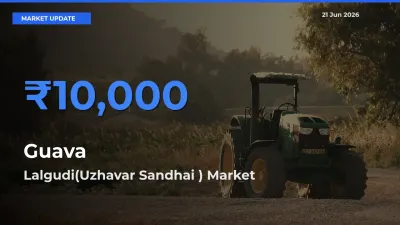 Market Watch: Lalgudi(Uzhavar Sandhai ) Becomes Top Mandi for Guava