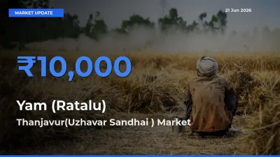 Farmers Prefer Thanjavur(Uzhavar Sandhai ) as Yam (Ratalu) Hits Highest Rate