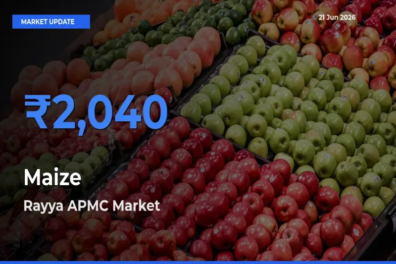 Rayya APMC Tops Maize Mandi Rates Today