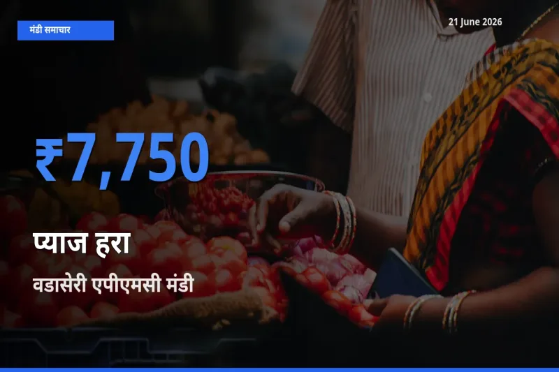 आज प्याज हरा के सबसे ऊँचे दाम ₹7,750 वडासेरी एपीएमसी मंडी में