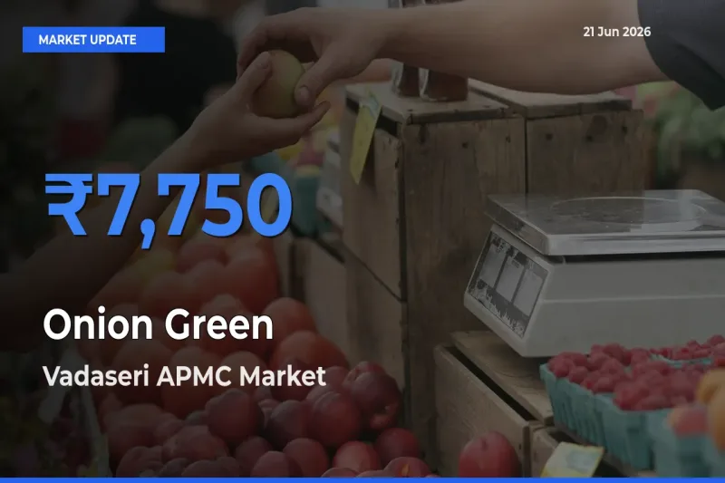 Vadaseri APMC Records Highest ₹7,750 Rate for Onion Green