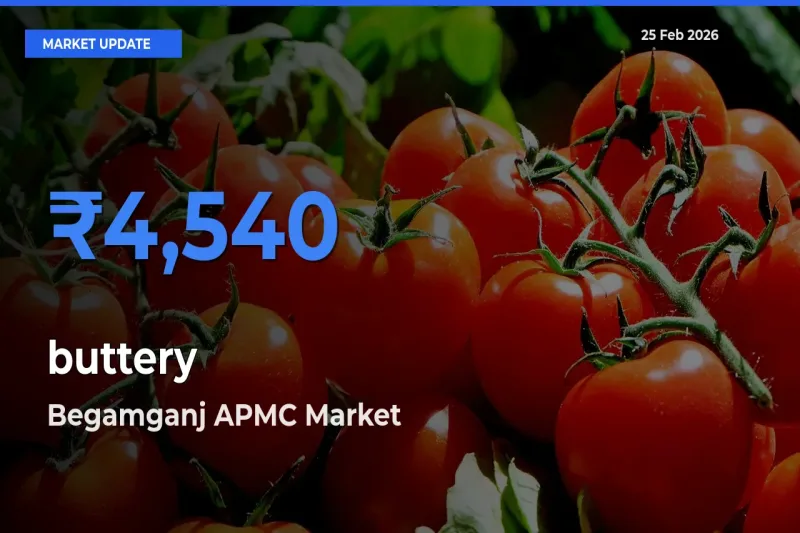 buttery Mandi Rate Today: Begamganj APMC Tops the List