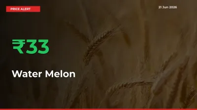 This Mandi Records 33.19% Jump in Water Melon Prices