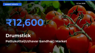 Pattukottai(Uzhavar Sandhai ) Offers ₹12,600 – Highest Drumstick Rate Today