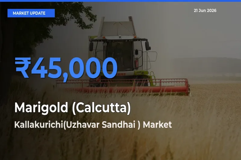 Top Performer! Kallakurichi(Uzhavar Sandhai ) Offers Best Marigold (Calcutta) Price Today
