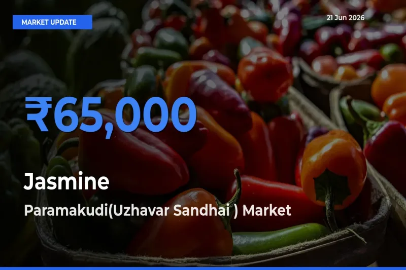 Farmers Prefer Paramakudi(Uzhavar Sandhai ) as Jasmine Hits Highest Rate