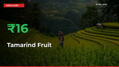 Why Tamarind Fruit Prices Rose 16.33% in a Day at Mandis