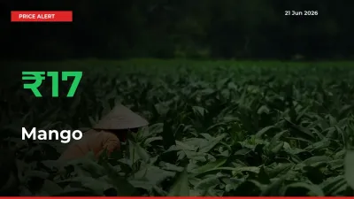 Big Rally! Mango Climbs 17.32% in 24 Hours at Top Mandis