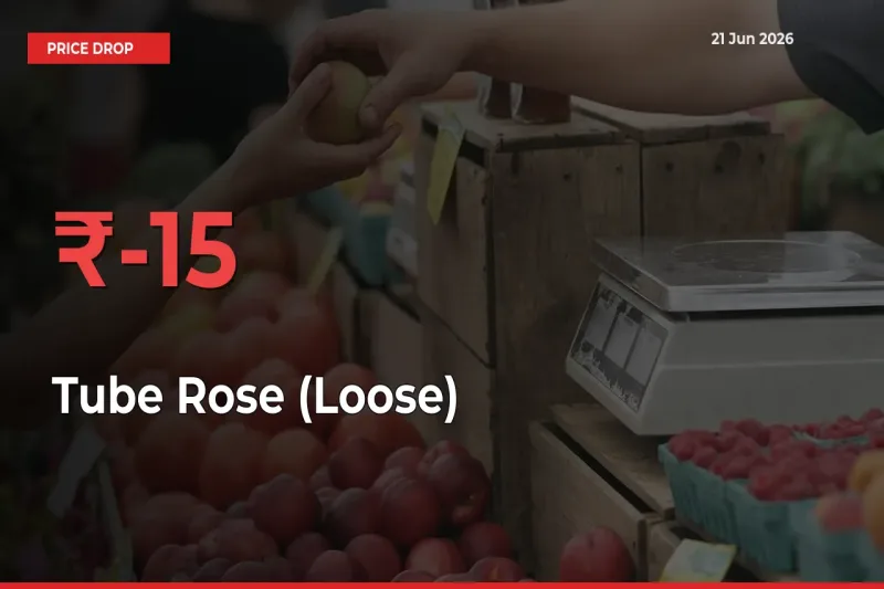Tube Rose (Loose) Prices Drop 15.01% in 24 Hours at Major Mandis