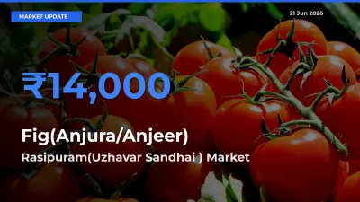 Market Watch: Rasipuram(Uzhavar Sandhai ) Becomes Top Mandi for Fig(Anjura/Anjeer)