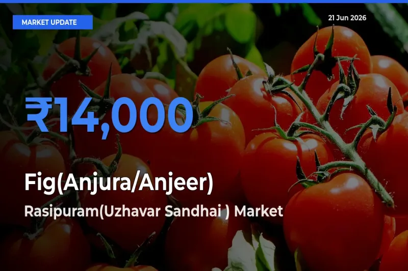 Market Watch: Rasipuram(Uzhavar Sandhai ) Becomes Top Mandi for Fig(Anjura/Anjeer)