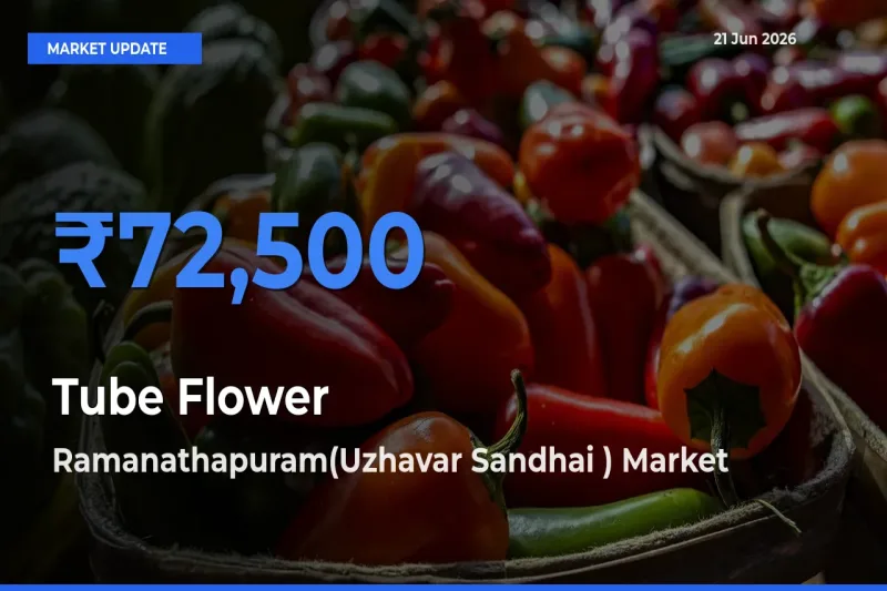 Top Performer! Ramanathapuram(Uzhavar Sandhai ) Offers Best Tube Flower Price Today