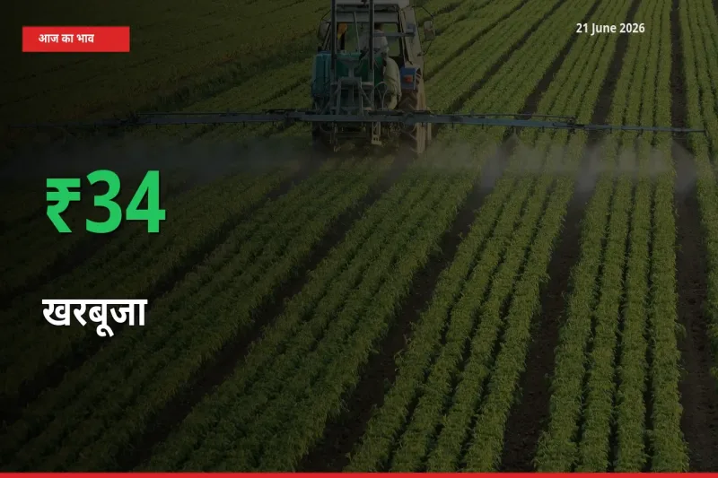 बाज़ार संकेत: खरबूजा के भाव मंडी में 34.35% ऊपर