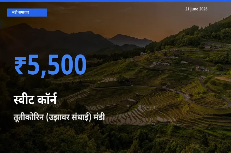टॉप मंडी बना तूतीकोरिन (उझावर संधाई)! स्वीट कॉर्न के सबसे ऊँचे दाम यहीं दर्ज