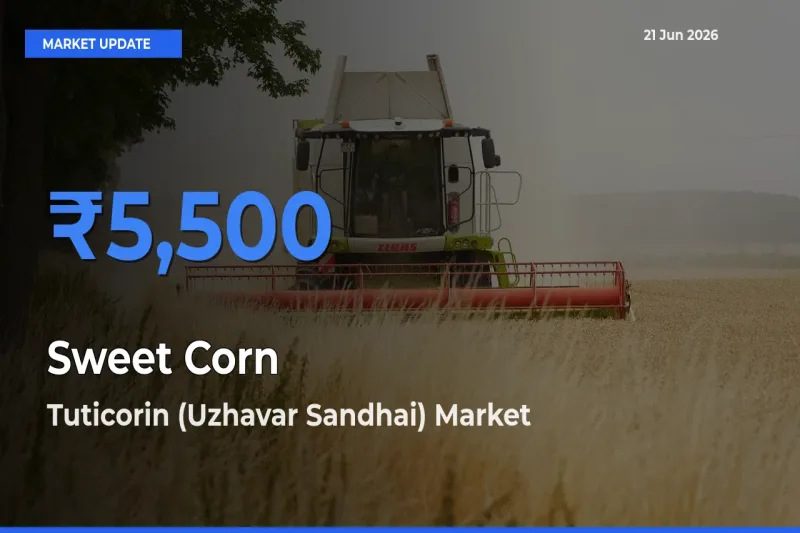 Tuticorin (Uzhavar Sandhai) Offers ₹5,500 – Highest Sweet Corn  Rate Today