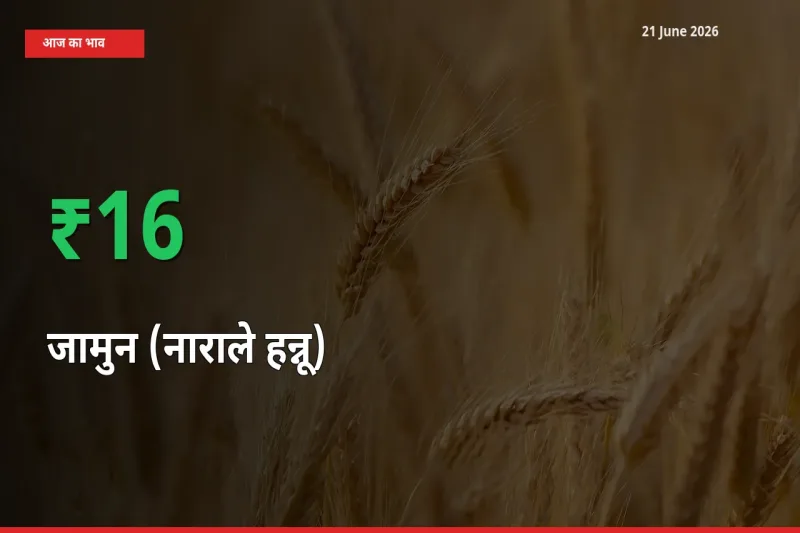 आज का मंडी भाव: जामुन (नाराले हन्नू) के दाम मंडी में 16.27% ऊपर