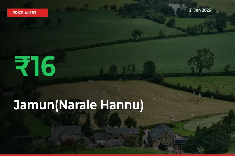 Sharp Jump! Jamun(Narale Hannu) Prices Climb 16.27% in 24 Hours at Key Mandis