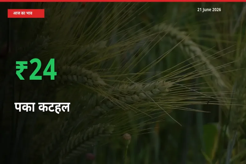 बाज़ार संकेत: पका कटहल के भाव मंडी में 24.41% ऊपर