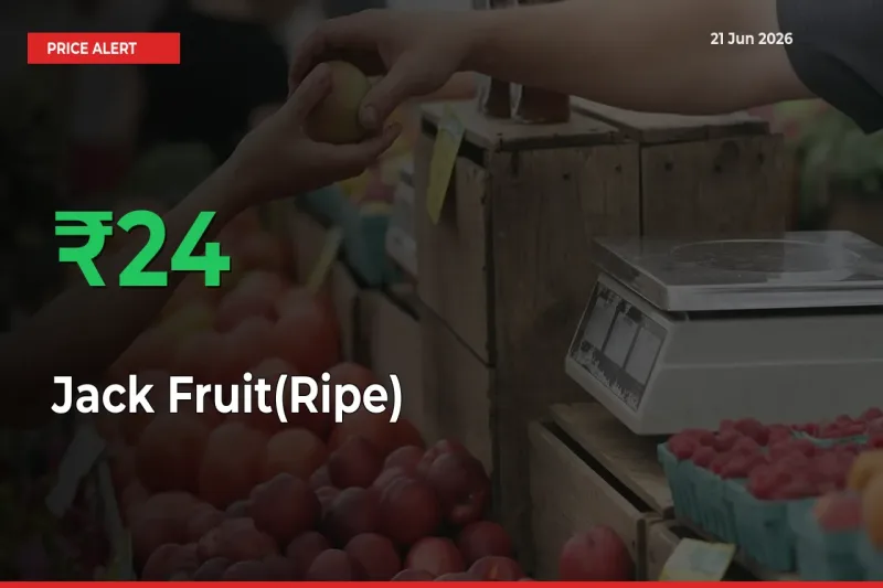 Big Rally! Jack Fruit(Ripe) Climbs 24.41% in 24 Hours at Top Mandis